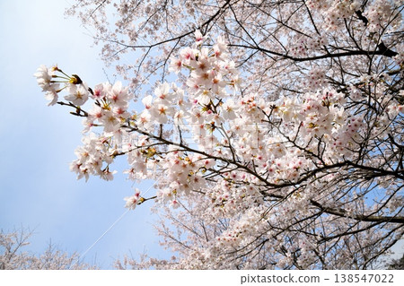 Cherry blossoms around Yokotake Dam in Saga Prefecture. 138547022