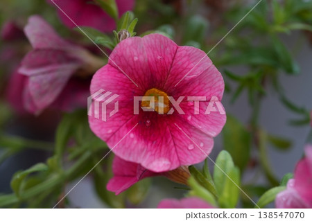 Calibrachoa 138547070