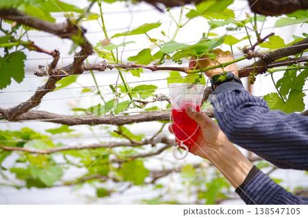 A hand holding a red cup for pollinating grapes, close-up with a branch in the background. A hand holding a red cup for pollinating grapes, close-up with a branch in the background. 138547105