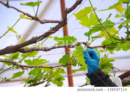 Close-up of a man carefully managing grape vines and wires with blue gloves. 138547114