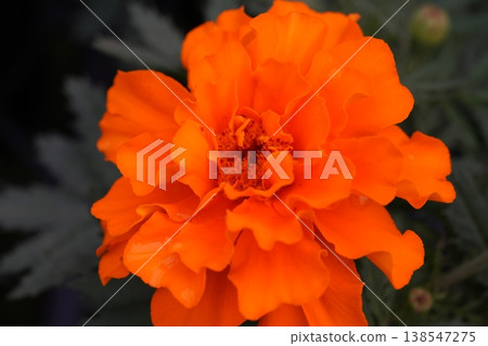萬壽菊 138547275