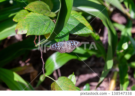 琉球淺木斑 138547338