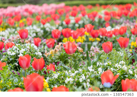A field of brightly colored tulips: A magnificent spring scene. A field of brightly colored tulips: A magnificent spring scene. 138547363