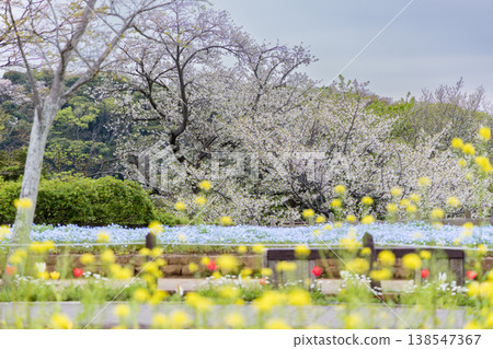 A landscape where spring flowers overlap: the colors of cherry blossoms, nemophila, and rapeseed blossoms. A landscape where spring flowers overlap: the colors of cherry blossoms, nemophila, and rapeseed blossoms. 138547367