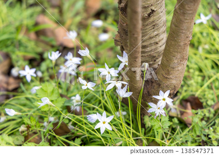 Delicate Ipheion flowers, small spring flowers blooming in nature Delicate Ipheion flowers, small spring flowers blooming in nature 138547371