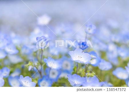 A single nemophila flower and a field of soft blue flowers – a refreshing image of spring. 138547372