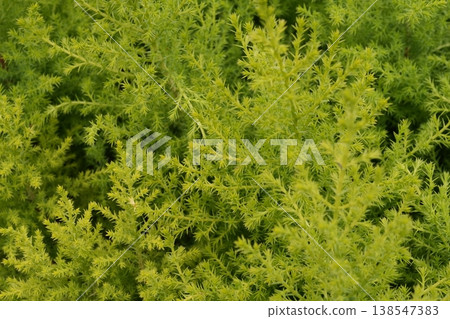 Plant 138547383