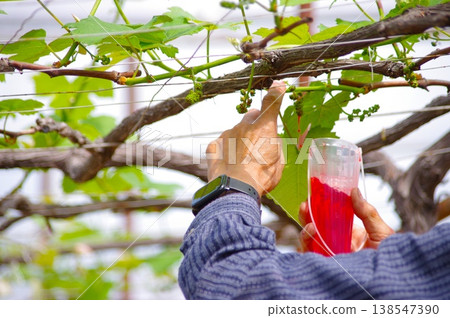 特寫鏡頭展現了人們用手給葡萄花蕾授粉的過程,這是一個需要用紅色杯子的精細過程。 特寫鏡頭展現了人們用手給葡萄花蕾授粉的過程,這是一個需要用紅色杯子的精細過程。 138547390
