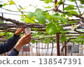 Grape pollination work in a deep greenhouse: the careful handiwork of farmers. 138547391