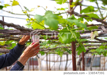 在溫室深處進行葡萄授粉工作：這是農民們的精心之作。 138547391