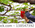 A hand holding a red cup for pollinating grapes, close-up with a branch in the background. 138547392