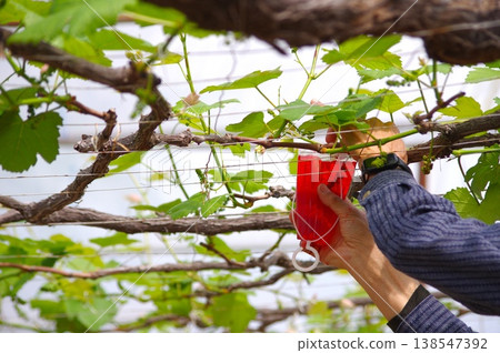 一手拿著一個紅色的杯子，用來給葡萄授粉，特寫鏡頭，背景是一株葡萄藤。 138547392