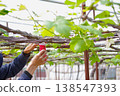 Pollination work on a grape trellis, where large grape leaves are a striking feature. 138547393