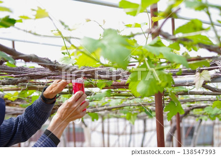 在葡萄架上進行授粉作業，碩大的葡萄葉是其顯著特徵。 138547393