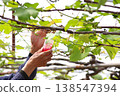 A scene from greenhouse farming: manual pollination work with the entire grape trellis in the background. 138547394
