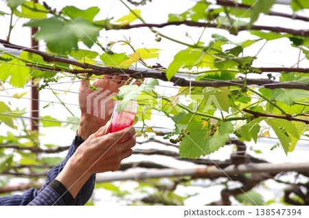 溫室種植場景:人工授粉工作,背景是整個葡萄架。 溫室種植場景:人工授粉工作,背景是整個葡萄架。 138547394