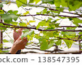 Manual pollination of grapes inside a greenhouse: a hand holding a red cup and a green leaf. 138547395