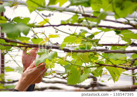 溫室內人工為葡萄授粉：一隻手拿著一個紅色的杯子和一片綠色的葉子。 138547395