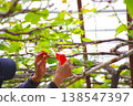 Grape pollination work: Close-up of both hands 138547397
