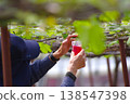 A hand pollinating grapes in soft light – a heartwarming scene of farm work. 138547398