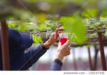 在柔和的陽光下,一隻手正在為葡萄授粉——溫馨的農活場景。 在柔和的陽光下,一隻手正在為葡萄授粉——溫馨的農活場景。 138547398