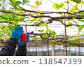 A scene of farm work with blue gloves and a red cup in the background, with a full view of a greenhouse in the background. 138547399