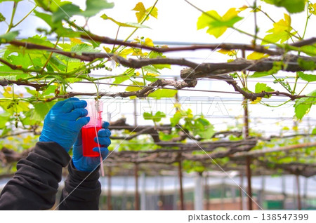 農事場景，背景中有一隻戴著藍色手套的農夫和一個紅色的杯子，遠處還能看到一座溫室的全景。 138547399