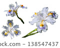Flower illustration material - Iris - 138547437