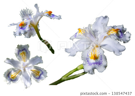 花卉插畫素材 - 鳶尾花 - 花卉插畫素材 - 鳶尾花 - 138547437