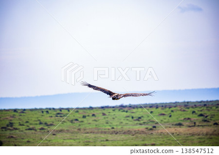 Maasai Mara National Game Reserve Park Great Rift Valley Narok County Kenya East Africa Savannah Grassland Wild Wildlife Animals Bush Adventure Travels Safaris Sunset Sunrise Sundwoner Birds Discovery 138547512