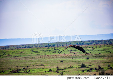 Maasai Mara National Game Reserve Park Great Rift Valley Narok County Kenya East Africa Savannah Grassland Wild Wildlife Animals Bush Adventure Travels Safaris Sunset Sunrise Sundwoner Birds Discovery 138547515