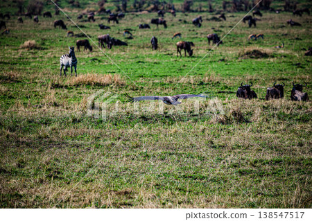 Maasai Mara National Game Reserve Park Great Rift Valley Narok County Kenya East Africa Savannah Grassland Wild Wildlife Animals Bush Adventure Travels Safaris Sunset Sunrise Sundwoner Birds Discovery 138547517