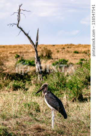Maasai Mara National Game Reserve Park Great Rift Valley Narok County Kenya East Africa Savannah Grassland Wild Wildlife Animals Bush Adventure Travels Safaris Sunset Sunrise Sundwoner Birds Discovery 138547541