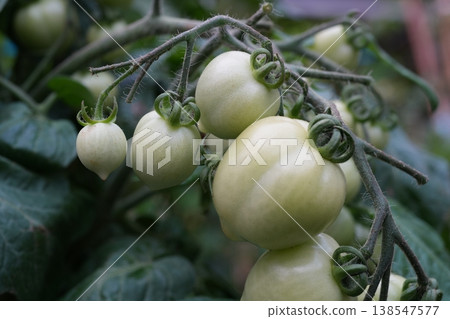 Tomato Tomato 138547577
