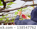 A delicate moment in the work: hands gently touching grape blossom buds and a red cup. 138547762