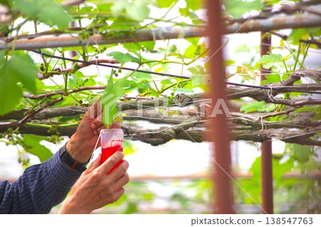 一幅簡單的構圖描繪了一隻手和一個紅色的杯子，象徵著田間勞動的雙手。 138547763