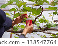 A person working on a grape trellis; a vertical shot of a farmer at work. 138547764