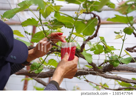 A person working on a grape trellis; a vertical shot of a farmer at work. 138547764
