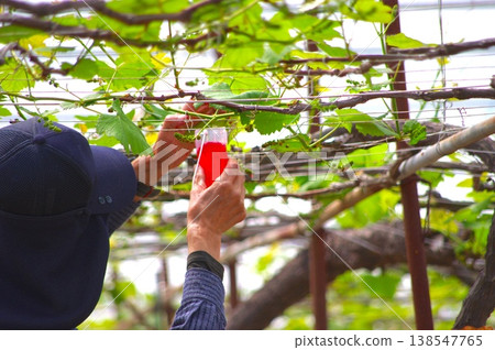 廣角鏡頭捕捉葡萄種植的景象;在溫室種植中,紅色的果實格外醒目。 廣角鏡頭捕捉葡萄種植的景象;在溫室種植中,紅色的果實格外醒目。 138547765