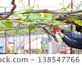 Farmers using tools to work with grapes: A realistic scene from the production site. 138547766