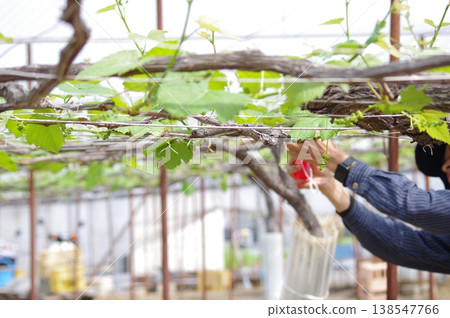 Farmers using tools to work with grapes: A realistic scene from the production site. 138547766