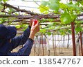 A farmer working with a full view of a greenhouse in the background; a scene of grape cultivation. 138547767
