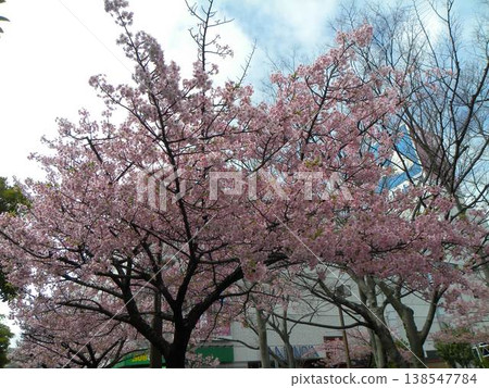 河津櫻花在稻毛海岸站前盛開。 138547784