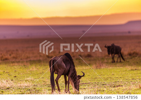 Maasai Mara National Game Reserve Park Great Rift Valley Narok County Kenya East Africa Savannah Grassland Wild Wildlife Animals Bush Adventure Travels Safaris Sunset Sunrise Sundwoner Birds Discovery 138547856