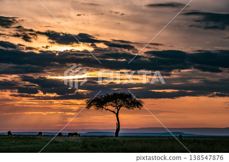 Maasai Mara National Game Reserve Park Great Rift Valley Narok County Kenya East Africa Savannah Grassland Wild Wildlife Animals Bush Adventure Travels Safaris Sunset Sunrise Sundwoner Birds Discovery 138547876