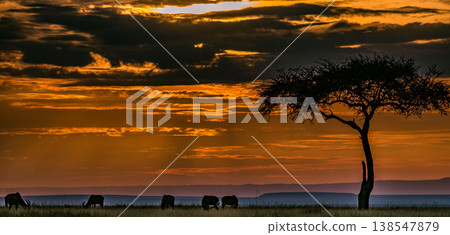 Maasai Mara National Game Reserve Park Great Rift Valley Narok County Kenya East Africa Savannah Grassland Wild Wildlife Animals Bush Adventure Travels Safaris Sunset Sunrise Sundwoner Birds Discovery 138547879
