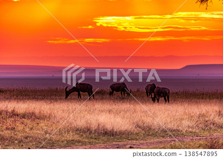 Maasai Mara National Game Reserve Park Great Rift Valley Narok County Kenya East Africa Savannah Grassland Wild Wildlife Animals Bush Adventure Travels Safaris Sunset Sunrise Sundwoner Birds Discovery 138547895
