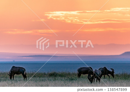 Maasai Mara National Game Reserve Park Great Rift Valley Narok County Kenya East Africa Savannah Grassland Wild Wildlife Animals Bush Adventure Travels Safaris Sunset Sunrise Sundwoner Birds Discovery 138547899