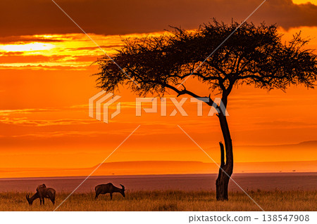 Maasai Mara National Game Reserve Park Great Rift Valley Narok County Kenya East Africa Savannah Grassland Wild Wildlife Animals Bush Adventure Travels Safaris Sunset Sunrise Sundwoner Birds Discovery 138547908