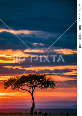 Maasai Mara National Game Reserve Park Great Rift Valley Narok County Kenya East Africa Savannah Grassland Wild Wildlife Animals Bush Adventure Travels Safaris Sunset Sunrise Sundwoner Birds Discovery 138547926